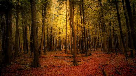 Landscape Nature Tree Forest Woods Autumn Wallpaper 4000x2248