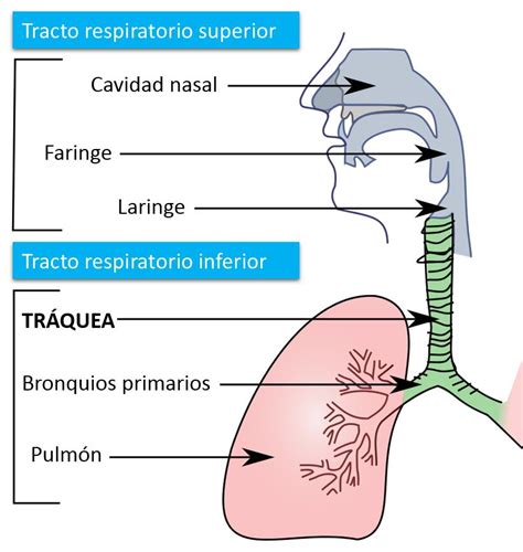 Aparato Respiratorio Inferior Pulmones Diseccin Y