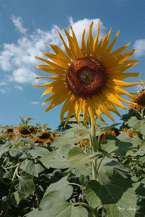 Wisatawan biasanya mengunjungi tempat ini dengan kendaraan pribadi atau dengan kereta api yang akan berhenti selama beberapa saat untuk memberikan kesempatan bagi para wisatawan untuk berfoto atau sekadar. Cantiknya Ladang Bunga Matahari di Thailand - Novie Surya ...