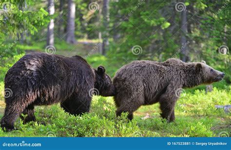 Male And Female Brown Bears Sniff At Each Other During The Mating Season Scientific Name Ursus