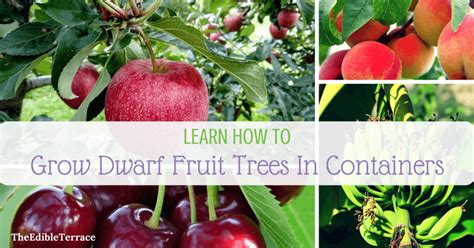 Many small garden owners imagine that it would be completely impossible for them to consider a fruit tree in such a small area. Learn How Growing Dwarf Fruit Trees In Containers Is Doable
