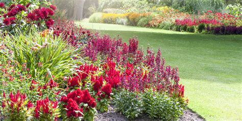 Our range of long lasting potted plants is perfect for those with green fingers and is the ideal gift purchase. 20+ Red Flowers for Gardens - Perennials & Annuals with ...