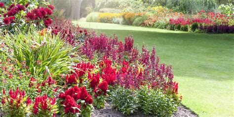 Annual garden design is much easier than you think! 20+ Red Flowers for Gardens - Perennials & Annuals with ...