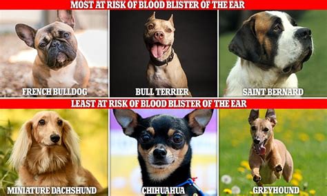 Vets Reveal The Dog Breeds Most Affected By Blood Blisters Of The Ears