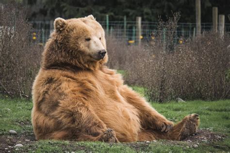 Photographer Captures Pic Of Fattest Bear Imaginable For Fatbearweek