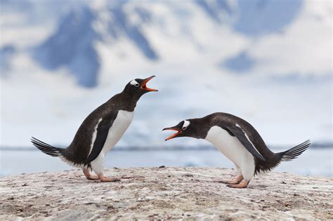8 Penguin Species You Need To Know In Antarctica Blog