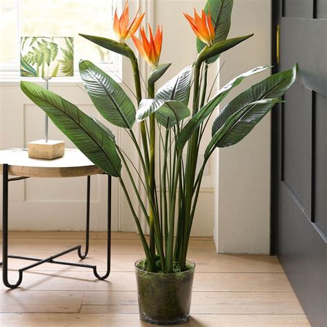 We did not find results for: Bird of Paradise Plant - BLOOM