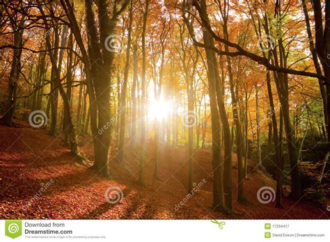 Sun Beams Through An Autumn Forest Stock Image Image Of Nature