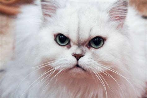 Angry Cat Cats Angry Cat White Cat Breeds