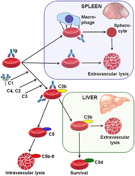 Mechanisms of hemolysis in warm antibody autoimmune ...