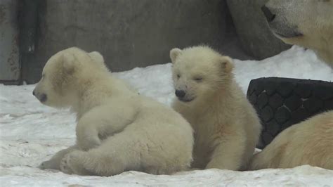 Белые медвежата в Московском зоопарке Polar Bear Cubs In Moscow Zoo