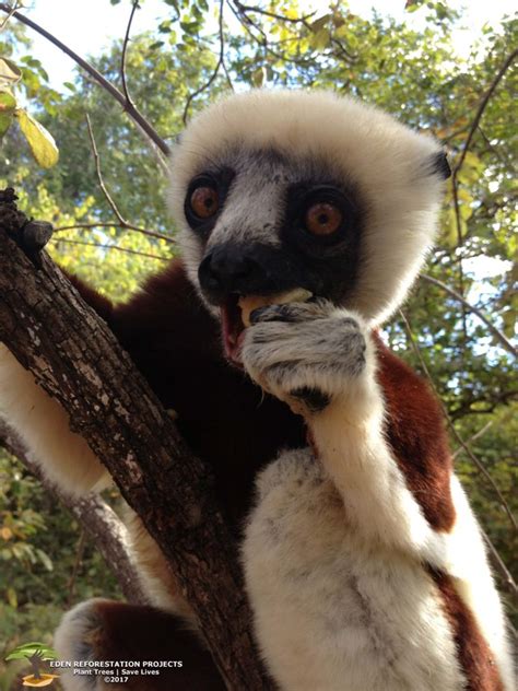 Endangered Species In Madagascar Eden Reforestation Projects