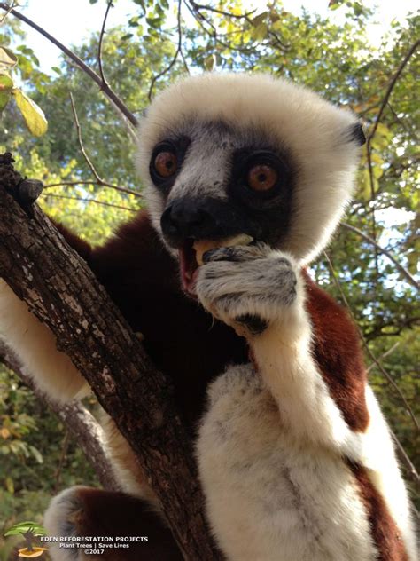 An endangered species can be defined as species that is very likely to be extinct in the near if this trend continues, we will lose many species in the near future. Endangered Species in Madagascar - Eden Reforestation Projects