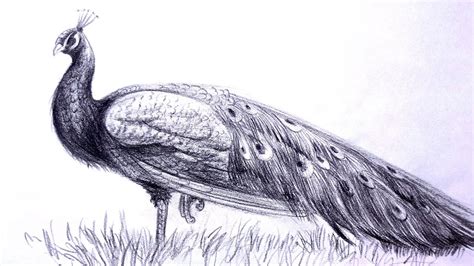 Full K Collection Of Amazing Peacock Pencil Drawing Images Top