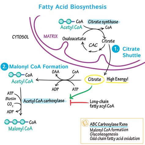 Fatty Acid Biosynthesis Biochemistry Flashcards Ditki Medical And