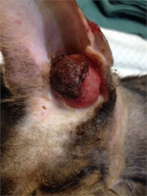 Ear mites will most likely affect your cat if they have ideal conditions for food sources and reproduction. Auditory canal polyps - Cat