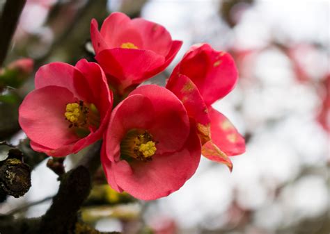 50 Flowers That Bloom In Winter Stacker
