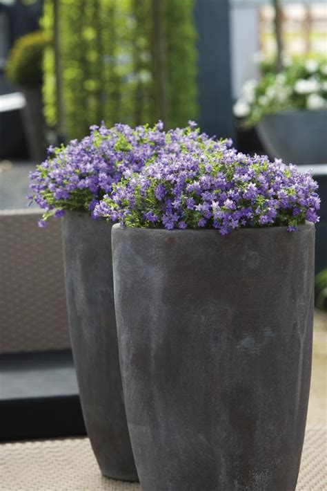 Sprawdź u nas sklep, dostawców i opinie. Fioletowe kwiaty ogrodowe: hiacynt, fiołek, petunia. 13 ...