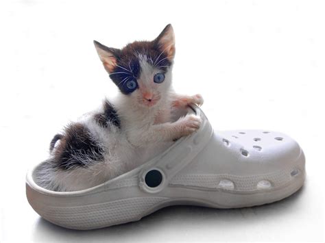 Lihat ide lainnya tentang gambar kartun, kartun, gambar. Koleksi Gambar Kucing Comel Manja Gebu Lucu & Cute (Kartun ...