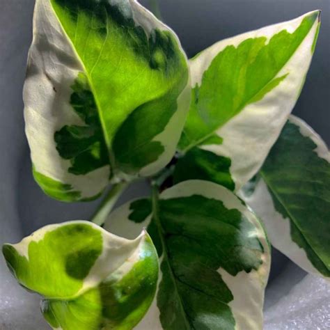 Pothos Epipremnum Aureum Devils Ivy The Contented Plant