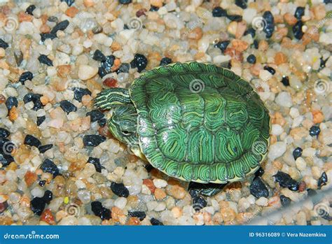 A Small Green Sea Turtle Stock Image Image Of Stones Turtle 96316089