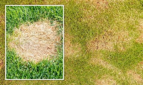 Lawn Advice ‘clear Answer To Solving Brown Patchy Lawns Ensures