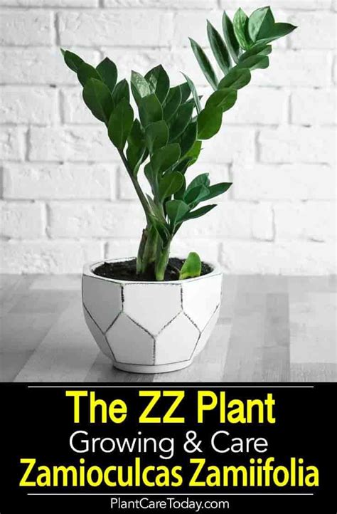 Zz Plant Care For Zamioculcas Zamiifolia In 2021 Plant Care