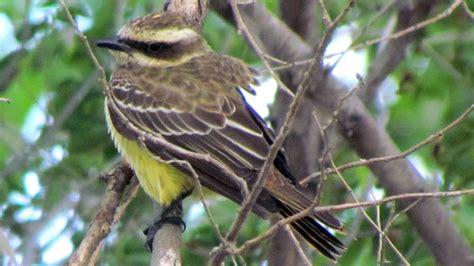 Small South American Bird Spotted In Kansas The Most Northerly