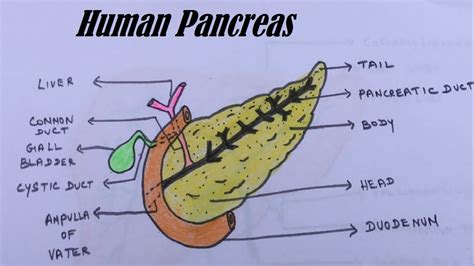 How To Draw Human Pancreas Diagram Of Pancreas The Duct System Of