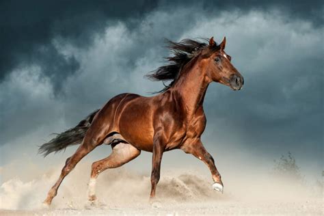 Amazing Photos Of Rare And Exotic Horse Breeds Wild Mustang Germany