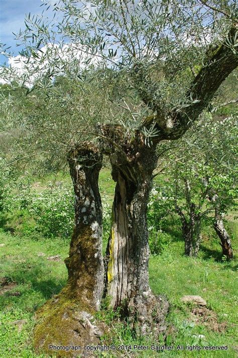 Centenarian Olive Trees Tree Olive Tree Olive