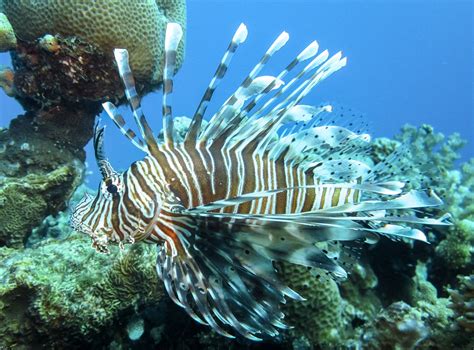 Common Lionfish Pterois Miles Red Sea Медиафайлы Блог о