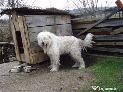 There are four types of romanian shepherd dogs: Ciobanesc mioritic, 800 lei - Lajumate.ro