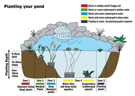 How To Plant Up A Pond Thompson And Morgan