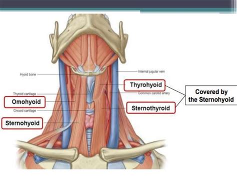 Suprahyoid And Infrahyoid Muscles