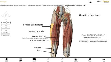 Male Quadriceps Muscles Lateral View Labeled On White Vrogue Co