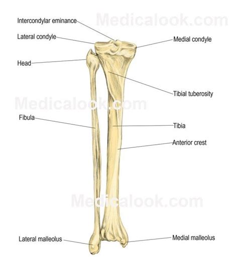 Its lower end helps create the knee joint. Human Skeleton Labeled Diagram . Human Skeleton Labeled Diagram Parts Of The Arm Bone Diagram ...