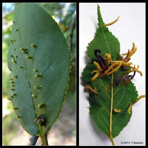 Fruit Tree Mites The Good The Bad And The Ugly