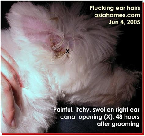 In a physical examination by a veterinarian, a cat with the condition may exhibit redness and swelling of the external ear canal, scaling skin or obstruction of the ear canal. sinpets