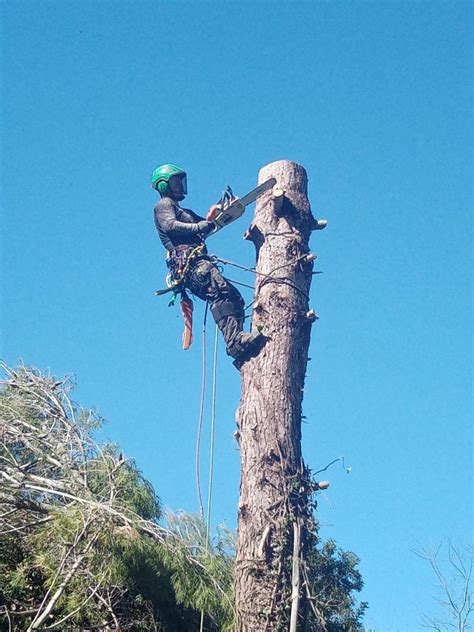 Talamos Rboles De Dificultades Extremas Talavertical