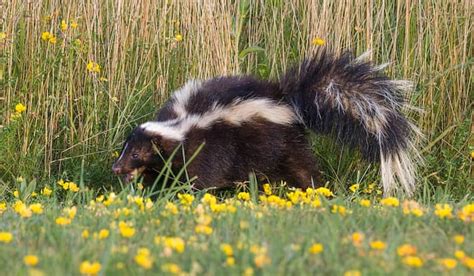 How To Keep Skunks From Digging Up My Lawn Skunk Control