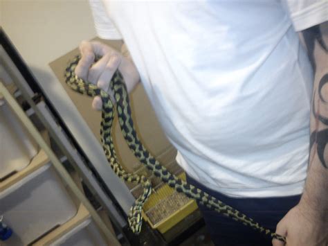 A jungle carpet python showing off its bright yellow markings. Eastern breeding size jungle carpet pythons - Reptile Forums