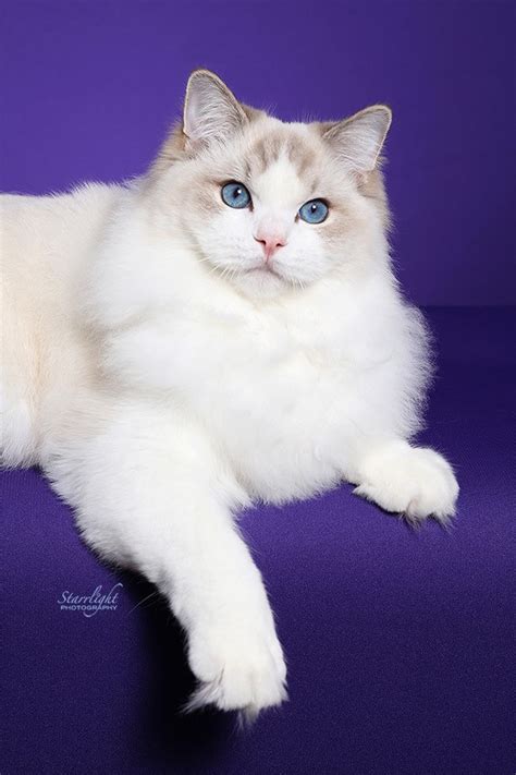 Ragdoll Cat For Sale California
