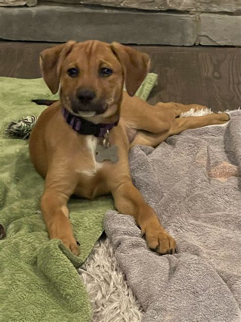 Gaye Esser on Twitter: "Meet Finley(purple collar) and Reynolds(red