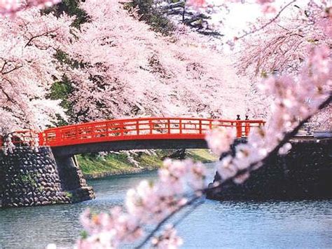 Red Bridge Cherry Blossom Japan Photo Japan Beautiful Scenery