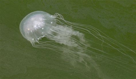 Embrace The Gulf 2020 The Jellyfish Ufifas Extension Escambia County