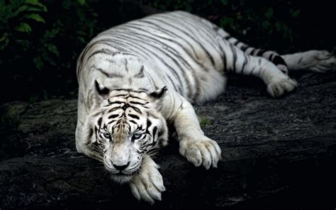 White Tiger Wallpaper High Resolution