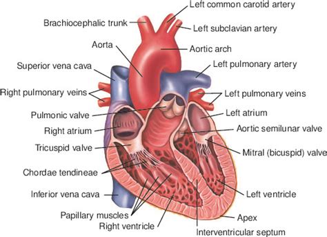 Heart Tabers Medical Dictionary