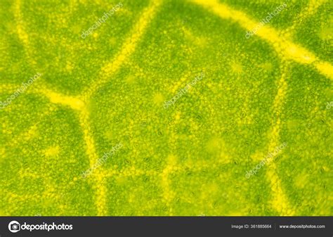 Blur Texture Plants Cells Find Microscope 10x Stock Photo By ©toeytoey