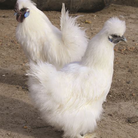 We tell you everything there is to know about them. White Silkie Bantam - Dunlap Hatchery
